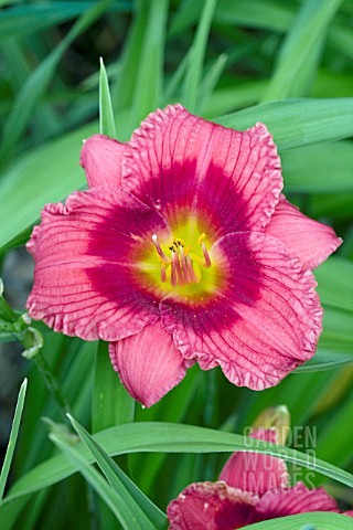 HEMEROCALLIS_SILOAM_JIM_COOPER