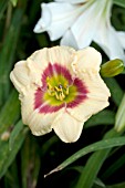 HEMEROCALLIS SILOAM PEE WEE