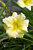 HEMEROCALLIS STELLA SUPREME