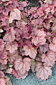 HEUCHERA GEORGIA PEACH