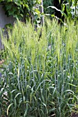 HORDEUM VULGARE BARLEY