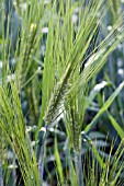 HORDEUM VULGARE BARLEY