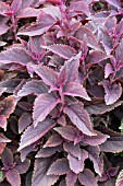 COLEUS RELIGIOUS RADISH