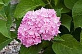 HYDRANGEA MACROPHYLLA BAILMER ENDLESS SUMMER