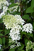 HYDRANGEA PANICULATA LITTLE LAMB