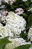 HYDRANGEA PANICULATA LITTLE LAMB