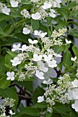 HYDRANGEA PANICULATA SNOW MOUNTAIN