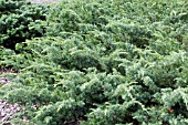 JUNIPERUS COMMUNIS AMIDAK BLUEBERRY DELIGHT