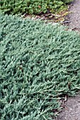 JUNIPERUS HORIZONTALIS BLUE CHIP