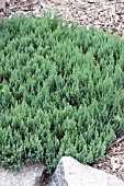 JUNIPERUS SABINA BLUE FOREST