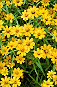ZINNIA LINEARIS CRYSTAL ORANGE