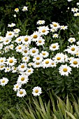 LEUCANTHEMUM SUPERBUM ALASKA