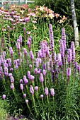 LIATRIS SPICATA KOBOLD