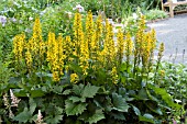 LIGULARIA LITTLE ROCKET