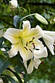 LILIUM GOLDEN STARGAZER