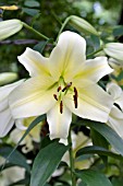 LILIUM GOLDEN STARGAZER