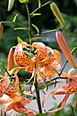 LILIUM LANCIFOLIUM SPLENDENS