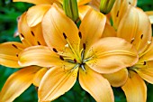 LILIUM ORANGE PIXIE