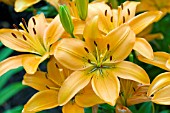 LILIUM ORANGE PIXIE