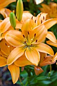 LILIUM ORANGE PIXIE