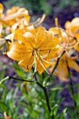 LILIUM ORANGE STAR