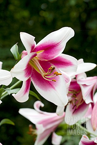 LILIUM_SILK_ROAD