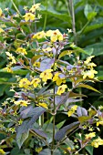 LYSIMACHIA CILIATA PURPUREA