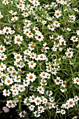 ZINNIA LINEARIS CRYSTAL WHITE