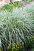 MISCANTHUS SINENSIS CABARET