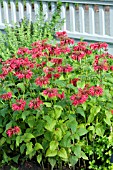 MONARDA DIDYMA MARSHALLS DELIGHT