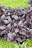 OCIMUM BASILICUM RED RUBIN