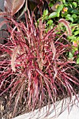 PENNISETUM SETACEUM FIREWORKS