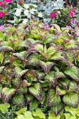 COLEUS SOLAR FLARE