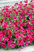 PETUNIA TIDAL WAVE CHERRY