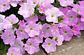 PETUNIA WAVE MISTY LILAC