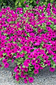 PETUNIA WAVE PURPLE