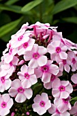 PHLOX PANICULATA BRIGHT EYES