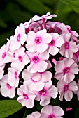 PHLOX PANICULATA BRIGHT EYES