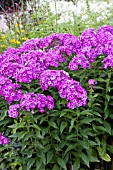 PHLOX PANICULATA LAURA