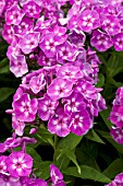 PHLOX PANICULATA LAURA