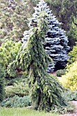 PICEA OMORIKA PENDULA BRUNS