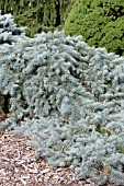 PICEA PUNGENS PROCUMBENS