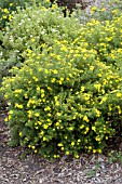 POTENTILLA FRUTICOSA FARGO DAKOTA GOLDSPOT