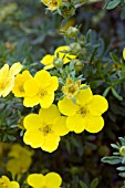 POTENTILLA FRUTICOSA FARGO DAKOTA GOLDSPOT