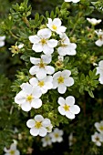 POTENTILLA FRUTICOSA MCKAYS WHITE