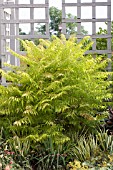 RHUS TYPHINA TIGER EYES