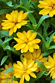 ZINNIA PROFUSION DOUBLE GOLDEN