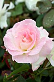 ROSA CHARLES AZNAVOUR