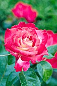 ROSA DICK CLARK AARS