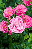 ROSA FLOWER CARPET PINK